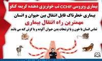 تب خونریزی دهنده ویروسی کریمه کنگو (CCHF)