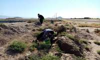 آغاز مرحله اول جونده کشی در شهرستان داورزن