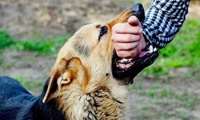 78 درصد حیوان گزیدگی در سبزوار مربوط به سگ و گربه است