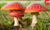 از مصرف قارچ های خود رو خودداری کنید